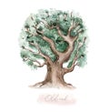 Watercolor Genealogical Family tree. Watercolor children's tree botanical season isolated illustration. olive, oak and