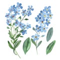 Watercolor gentle blue flowers of forget-me-not with green leaves on white background Royalty Free Stock Photo