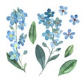 Watercolor gentle blue flowers of forget-me-not with green leaves on white background Royalty Free Stock Photo