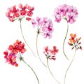 Watercolor geranium floral set Royalty Free Stock Photo