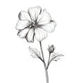watercolor Geranium flower ai generated