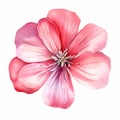 Watercolor Geranium Illustration: Pink Daisy Flower Clipart Royalty Free Stock Photo