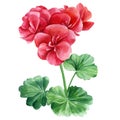 watercolor geranium, red flower, isolated, spring hand painted Royalty Free Stock Photo