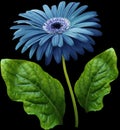 Watercolor gerbera flower blue. Flower not stalk with green leaves isolated on black background. No shadows with clipping path. Royalty Free Stock Photo