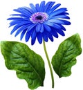 watercolor gerbera flower blue. Flower not stalk with green leaves isolated on white background. No shadows with clipping path. Fo Royalty Free Stock Photo