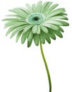 Watercolor gerbera flower green. Flower not stalk isolated on white background. No shadows with clipping path. For design. Royalty Free Stock Photo