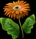 watercolor gerbera flower orange. Flower not stalk with green leaves isolated on black background. No shadows with clipping path. Royalty Free Stock Photo