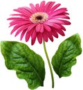 Watercolor gerbera flower pink. Flower not stalk with green leaves isolated on white background. No shadows with clipping path. Fo Royalty Free Stock Photo