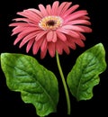 Watercolor gerbera flower pink. Flower not stalk with green leaves isolated on black background. No shadows with clipping path. Royalty Free Stock Photo