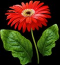 Watercolor gerbera flower red. Flower not stalk with green leaves isolated on black background. No shadows with clipping path. Fo Royalty Free Stock Photo