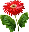 Watercolor gerbera flower red. Flower not stalk with green leaves isolated on white background. No shadows with clipping path. Fo Royalty Free Stock Photo