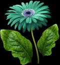Watercolor gerbera flower turquoise. Flower not stalk with green leaves isolated on black background. No shadows with clipping pa Royalty Free Stock Photo