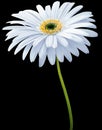 Watercolor gerbera flower white. Flower not stalk isolated on the black background. No shadows with clipping path. For design. Royalty Free Stock Photo