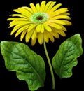 Watercolor gerbera flower  yellow. Flower not stalk with green leaves isolated on black background. No shadows with clipping path. Royalty Free Stock Photo