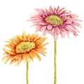 Watercolor gerbera flowers.