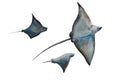 Watercolor of giant stingrays dive into the water. Original blue illustration of common eagle ray and two stingrays in differetn Royalty Free Stock Photo