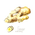 Watercolor ginger root.