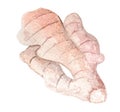 Watercolor ginger root on isolated white background