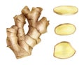 Watercolor ginger root with slices. Hand drawn ginger rhizome cross section illustration isolated on white background. Asian spice