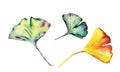 Watercolor set of  beautiful Ginkgo Biloba leaves. Royalty Free Stock Photo
