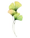 Watercolor ginkgo branch. Transparent green leaves isolated on white. Hand painted artwork with Maidenhair tree