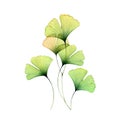 Watercolor ginkgo leaves set. Transparent green branch collection isolated on white. Hand painted artwork with