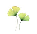 Watercolor ginkgo leaves. Two transparent florals isolated on white. Hand painted artwork with Maidenhair tree