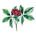 Watercolor ginseng berries