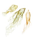 Watercolor ginseng root Royalty Free Stock Photo