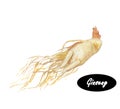 Watercolor ginseng Royalty Free Stock Photo