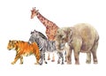 Watercolor giraffe, elephant. Zebra and tiger illustration