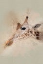 Watercolor giraffe headshot 1