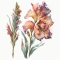 Watercolor Gladiolus Floral Clipart. Beautiful watercolor set. Isolated on White Background.