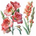 Watercolor Gladiolus Floral Clipart. Beautiful watercolor set. Isolated on White Background.