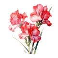 watercolor gladiolus flowers illustration on a white background. Royalty Free Stock Photo