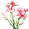 watercolor gladiolus flowers illustration on a white background.