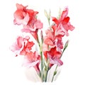 watercolor gladiolus flowers illustration on a white background.