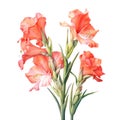 watercolor gladiolus flowers illustration on a white background.