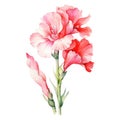 watercolor gladiolus flowers illustration on a white background.