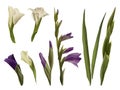 Watercolor gladiolus, hand drawn digital illustration. Set of flowers isolated on white background