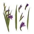 Watercolor gladiolus, hand drawn digital illustration. Set of violet flowers and leaves. Isolated