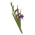 Watercolor gladiolus, hand drawn digital illustration. Violet flowers isolated on white background