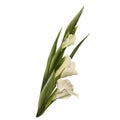 Watercolor gladiolus, hand drawn digital illustration. White flowers and leaves on white background