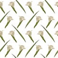 Watercolor gladiolus seamless pattern Hand drawn digital illustration of flowers on white background