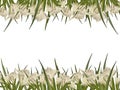 Watercolor gladioluses plant. Floral banner with white flowers buds leaves Hand painted illustration