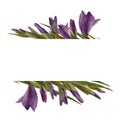 Watercolor gladioluses plant. Floral frame with violet flowers buds leaves Hand painted illustration