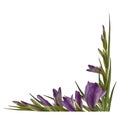 Watercolor gladioluses plant. Floral frame with violet flowers buds leaves Hand painted illustration