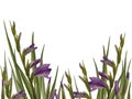 Watercolor gladioluses plant. Floral frame with violet flowers buds leaves Hand painted illustration