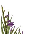 Watercolor gladioluses plant. Floral frame with violet flowers buds leaves Hand painted illustration