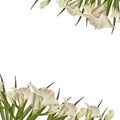Watercolor gladioluses plant. Floral frame with white flowers buds leaves Hand painted illustration